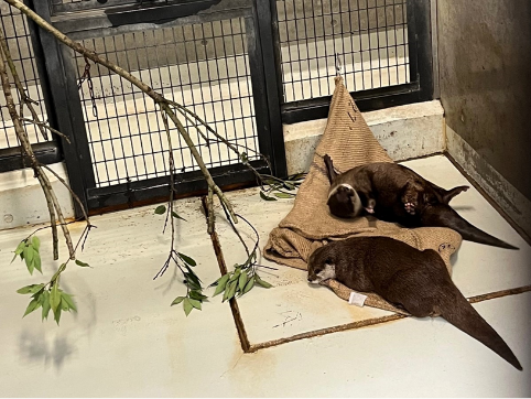 麻袋取組1|多摩動物公園様